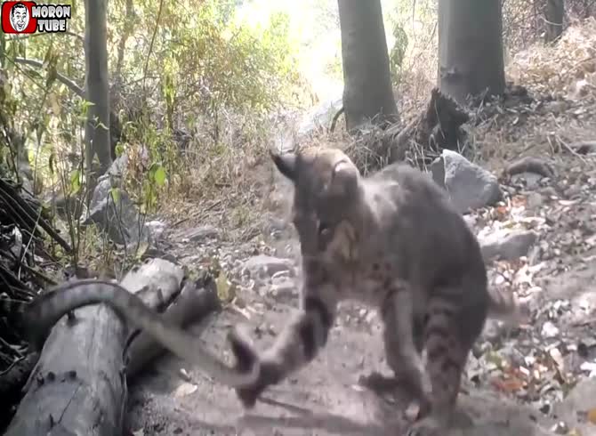 Video :A rattlesnake battles a lynx